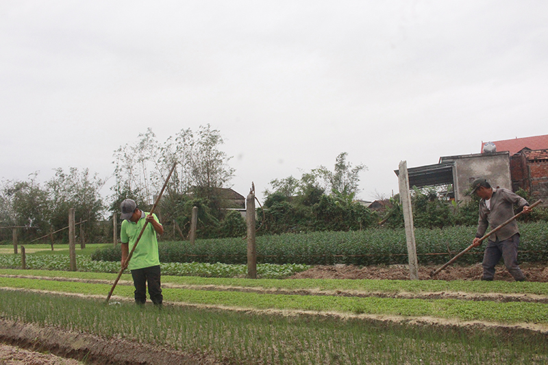 Mô hình trồng rau an toàn của ông Dương Văn Hương, ở thôn 4 Thanh Tân xã Thanh Thủy cho thu nhập mỗi năm trên 100 triệu đồng.