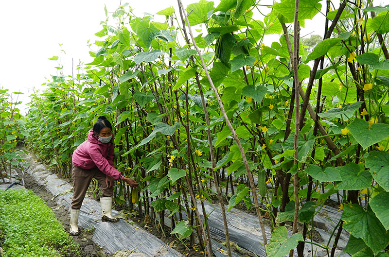 Bà con nông dân xã Quảng Hưng chăm sóc cây rau màu để phục vụ thị trường Tết Nguyên đán.
