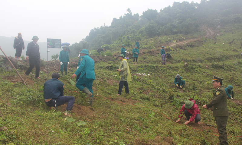 Đông đảo người dân xã Sơn Hóa tham gia trồng rừng cây bản địa
