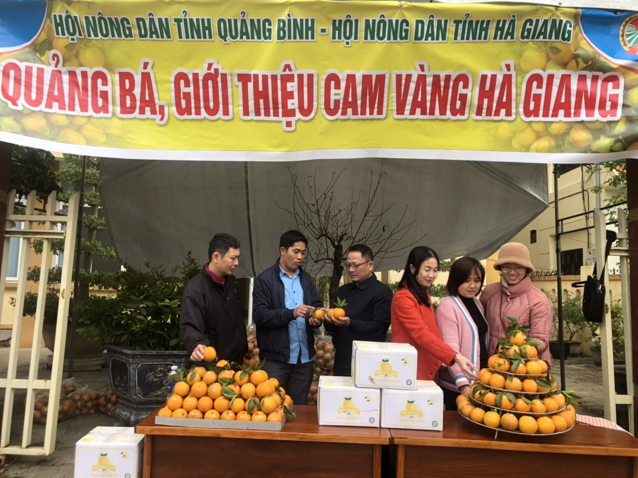 Hỗ trợ giới thiệu tiêu thụ sản phẩm cam vàng Hà Giang