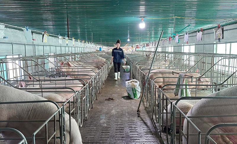 Người chăn nuôi lợn dè dặt tăng đàn phục vụ Tết
