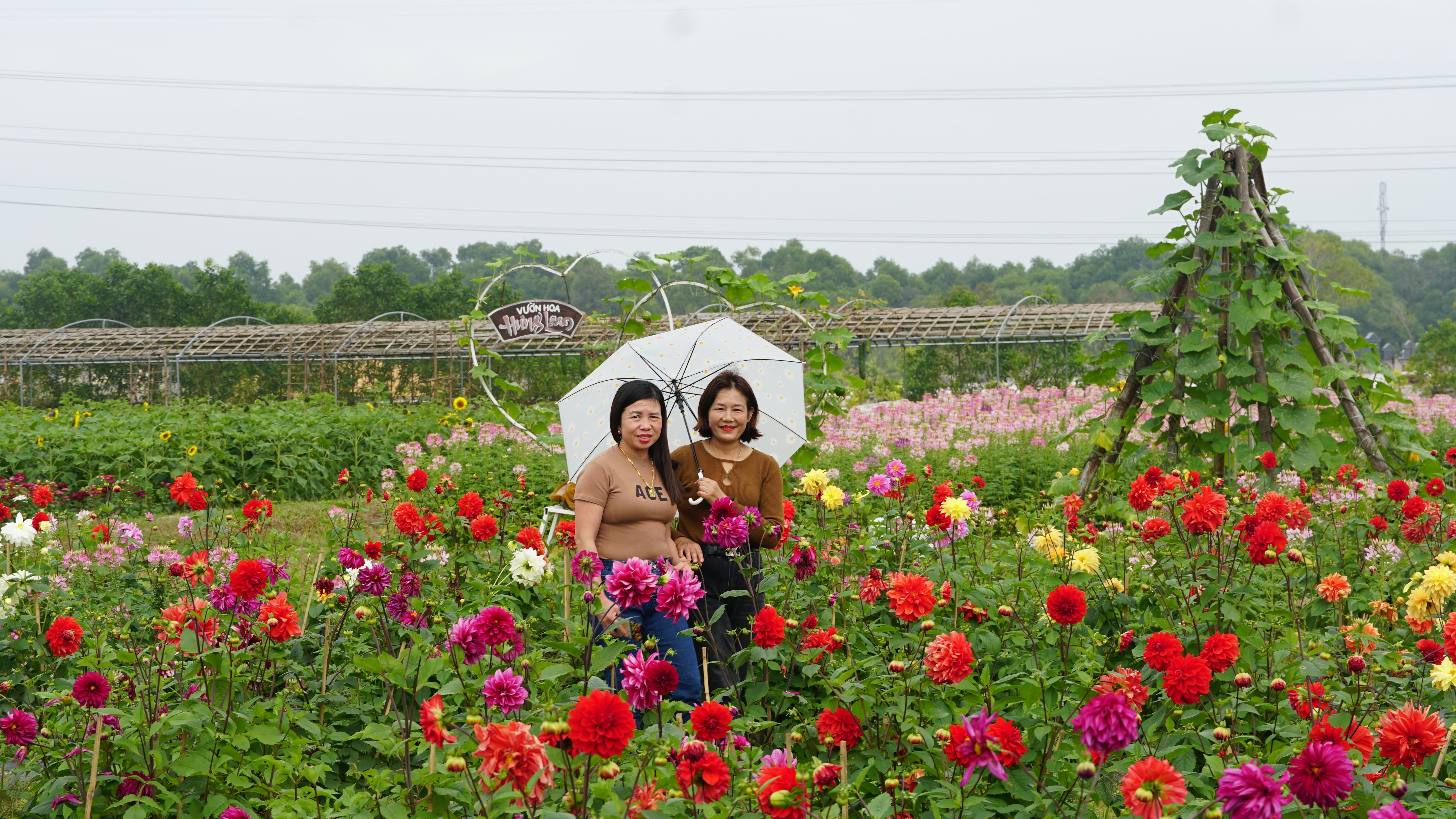 Vườn hoa Hưng Loan hút khách đầu năm mới