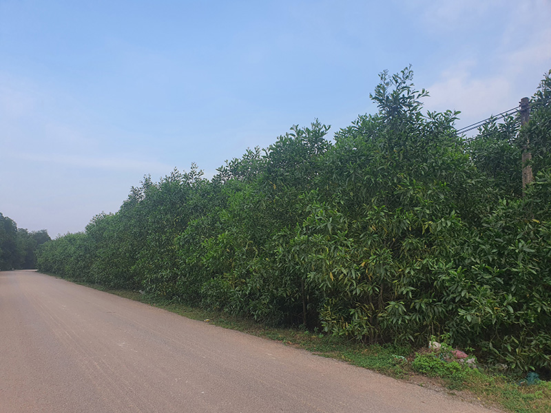 UBND xã Sen Thủy tiếp tục theo dõi để thu hồi diện tích rừng sau khi các hộ dân thu hoạch cây trồng theo chu kỳ.