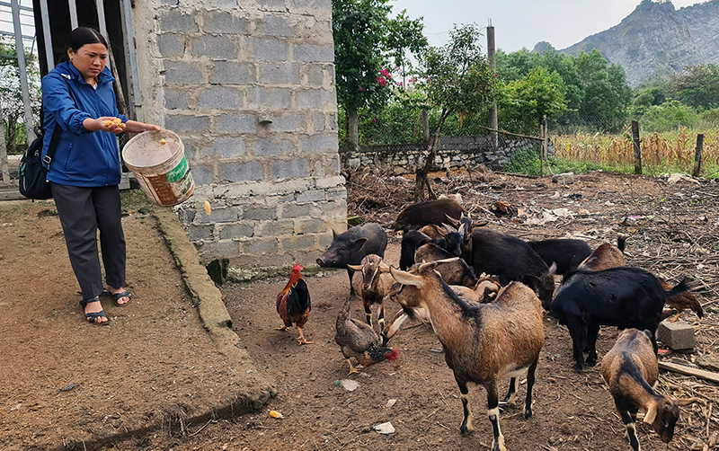  Mô hình chăn nuôi tổng hợp đem lại thu nhập ổn định cho gia đình chị Trần Thị Chung.