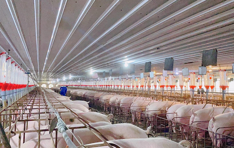 Chăn nuôi lợn theo hướng công nghệ cao ở Công ty TNHH Buntaphan Quảng Bình.