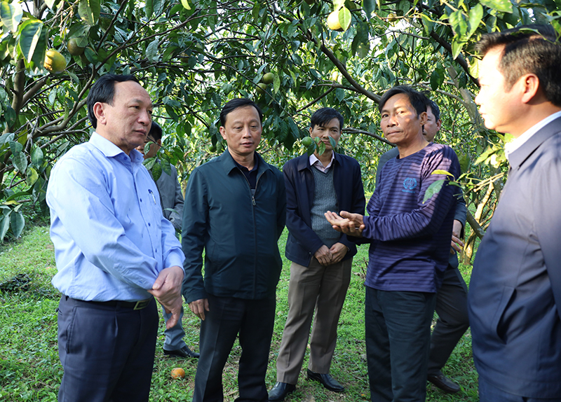  Đồng chí Phó Bí thư Thường trực Tỉnh ủy Trần Hải Châu thăm trang trại trồng cam của hộ gia đình ông Trần Thiện Thuật.
