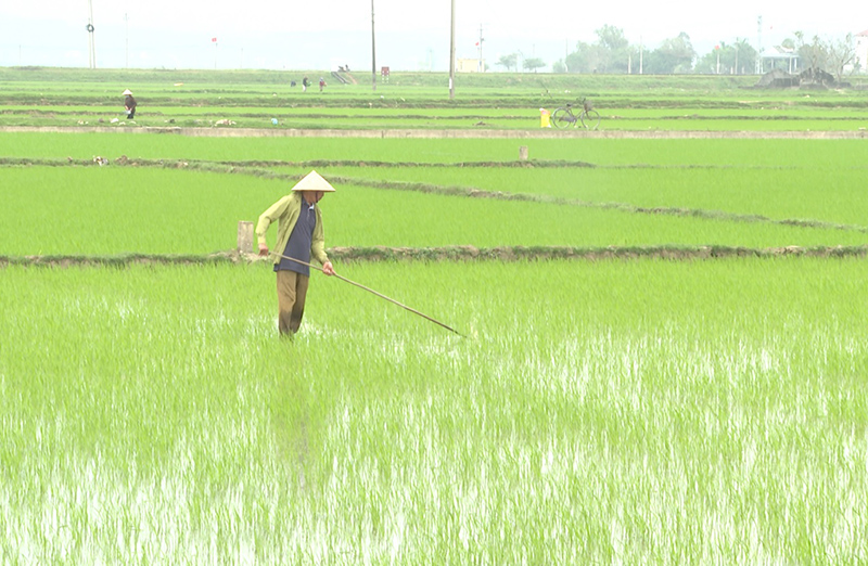Quảng Trạch: Bảo đảm sản xuất vụ đông-xuân