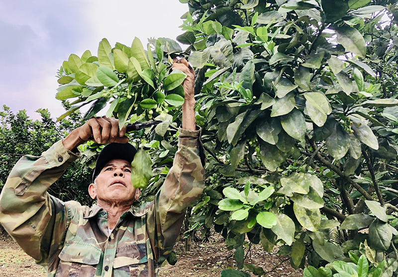 Minh Hóa: Nông dân tích cực chăm sóc cây ăn quả