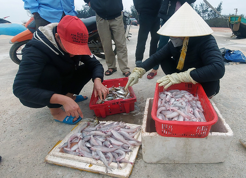 Cá khoai sau khi đánh bắt về được các tiểu thương thu mua ngay tại bờ biển xã Hải Ninh (Quảng Ninh).