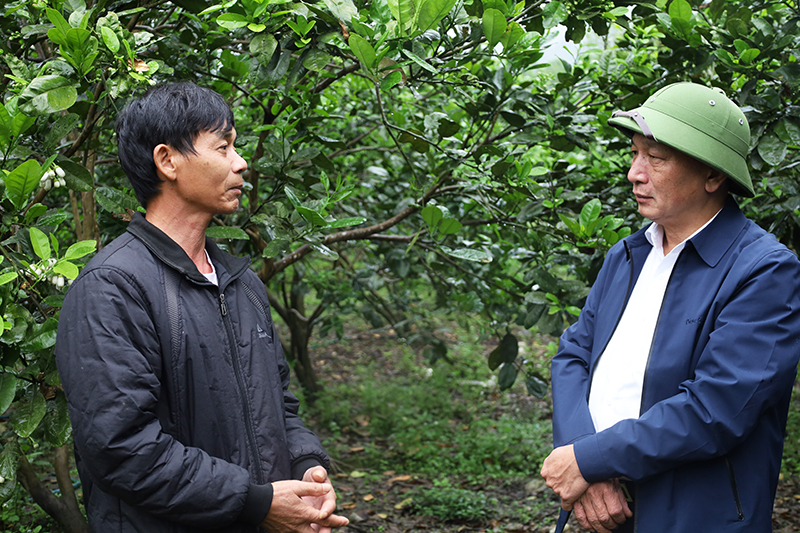 Đồng chí Trần Hải Châu thăm hỏi, động viên ông Đinh Thanh Tâm, chủ mô hình trồng bưởi da xanh.