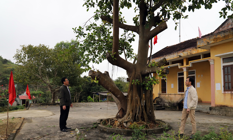 Hai cây ngô đồng Trung tướng Đồng Sỹ Nguyên trồng tại chiến khu Trung Thuần năm 1991.