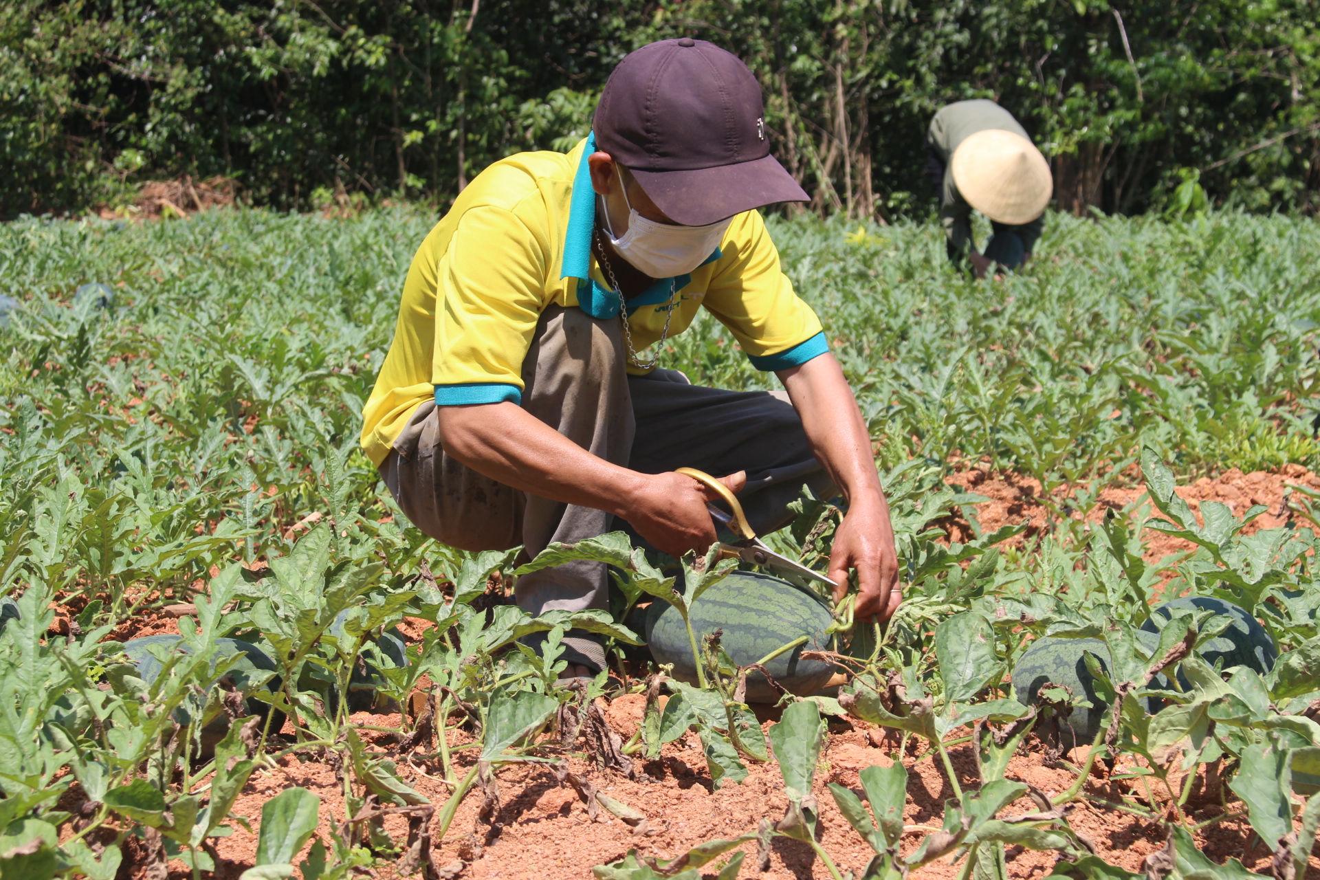 Mô hình trồng dưa hấu phát huy hiệu quả, góp phần nâng cao thu nhập cho người dân trên địa bàn huyện Bố Trạch.