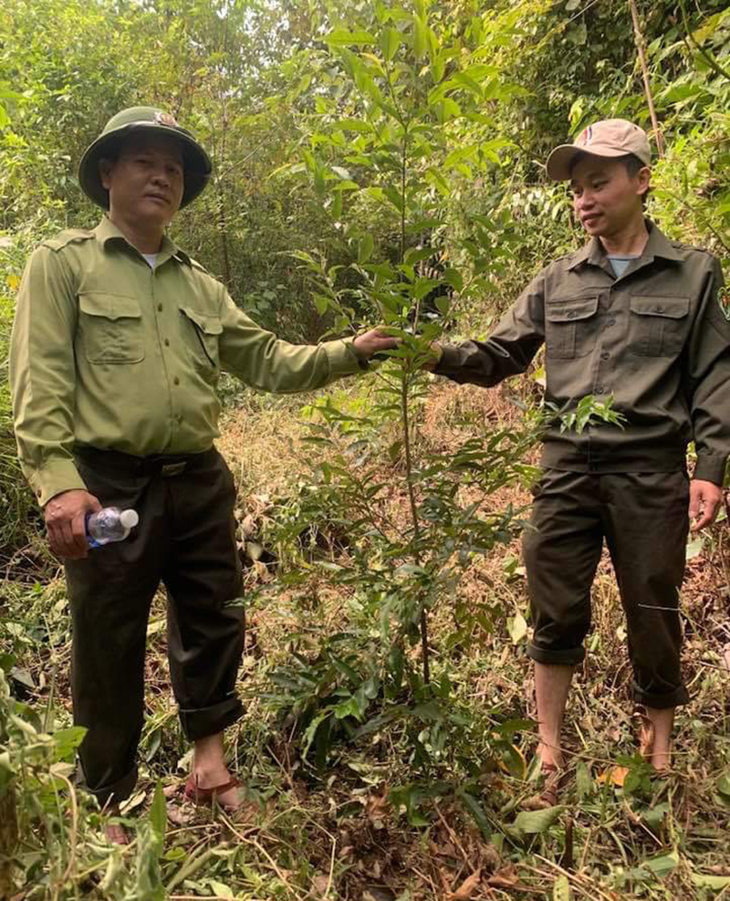 Rừng thay thế của BQL Rừng phòng hộ Quảng Trạch phát triển tốt.