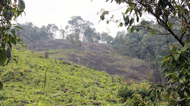 Một góc rừng tự nhiên ở sâu trong địa phận xã Kim Hóa bị phá.