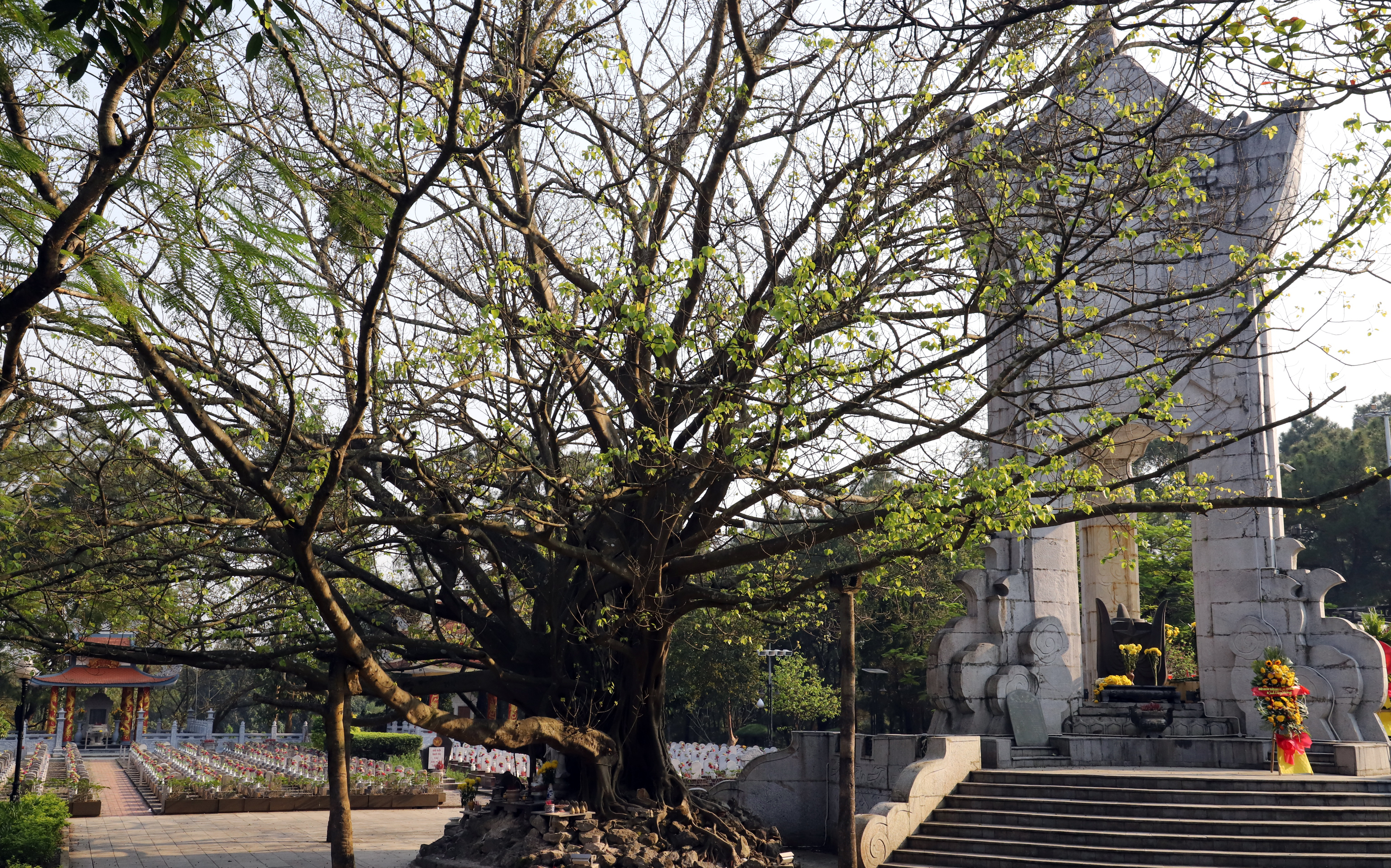 Cây bồ đề linh thiêng tại Nghĩa trang liệt sỹ quốc gia Trường Sơn.
