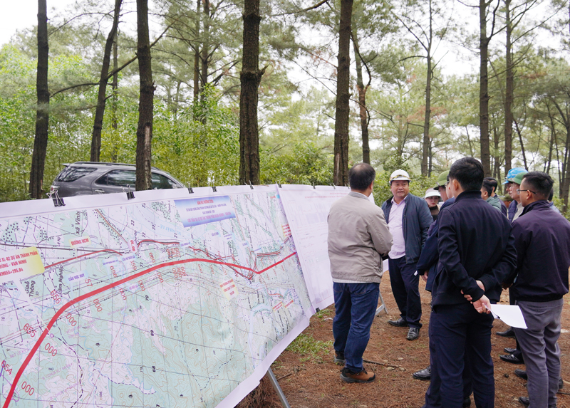 Khu rừng thông của Công ty TNHH MTV Lâm Công nghiệp Long Đại cần được khai thác gấp để lấy mặt bằng cho bãi trữ.