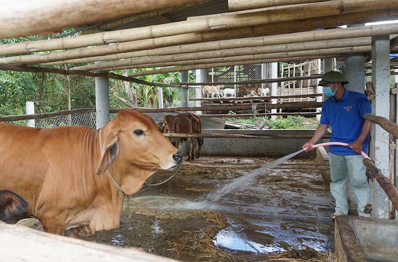 Nhiều nông dân ở Quảng Trạch được vay vốn từ Quỹ hỗ trợ nông dân để phát triển chăn nuôi.