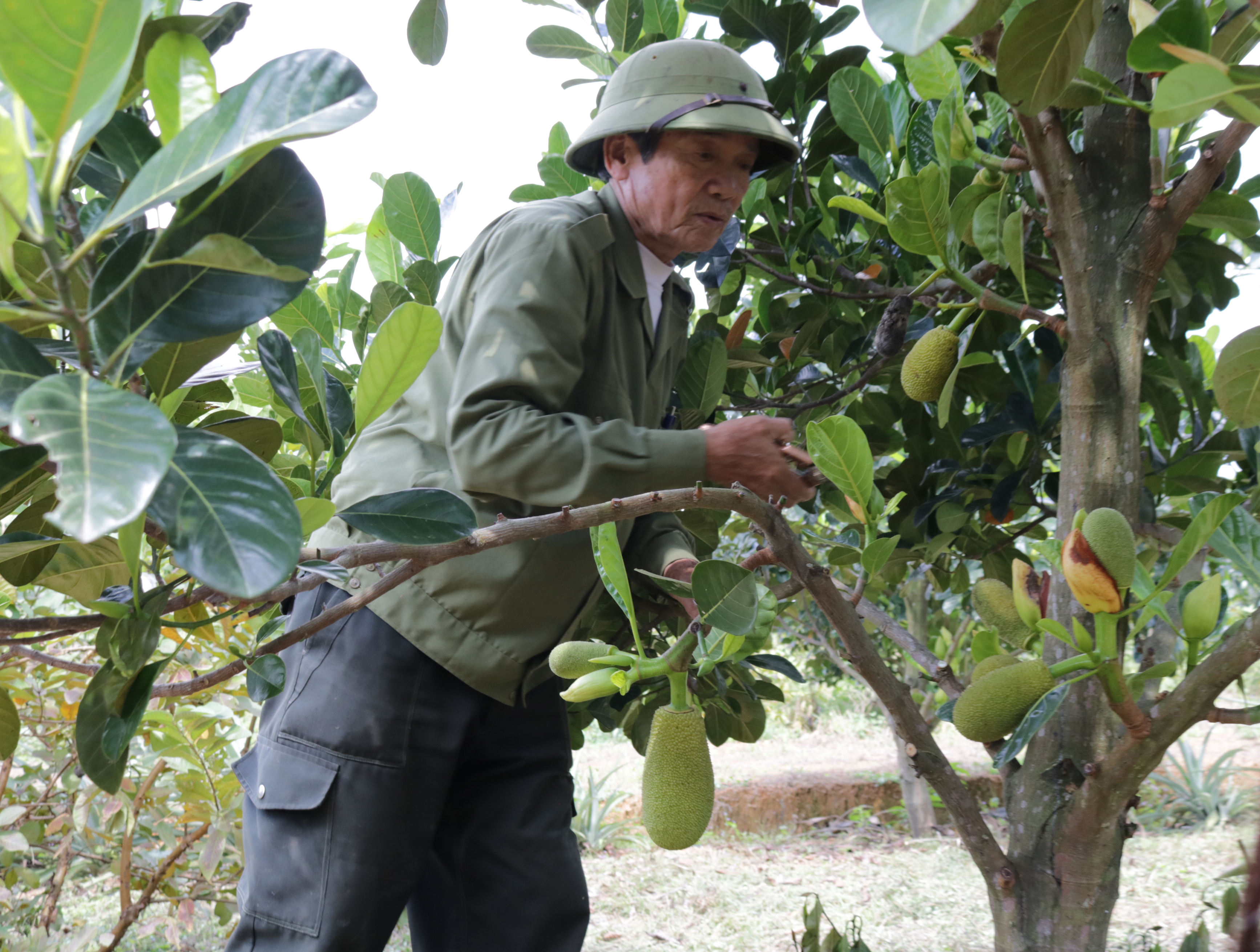 Ông Nguyễn Văn Diệm chăm sóc cây mít ruột đỏ.