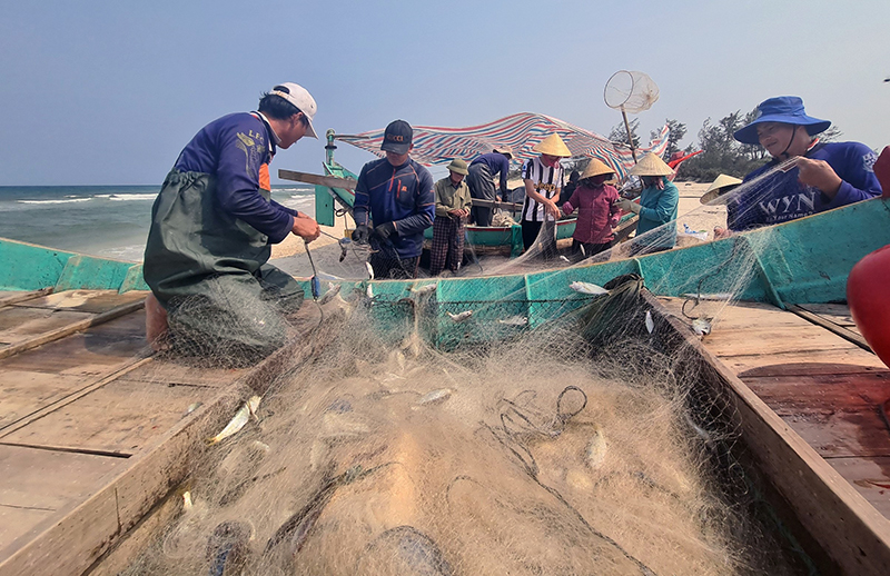 Quảng Ninh: Ngư dân xã Hải Ninh được mùa cá đù