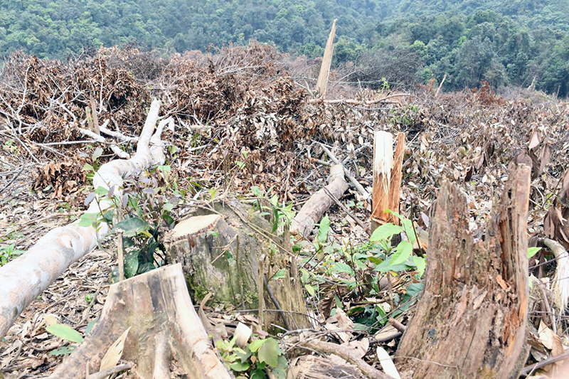Đề nghị khởi tố vụ phá rừng giáp ranh giữa huyện Tuyên Hóa và Minh Hóa