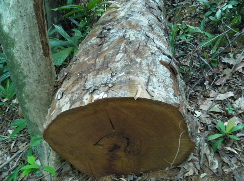 Xử lý nghiêm các vụ phá rừng