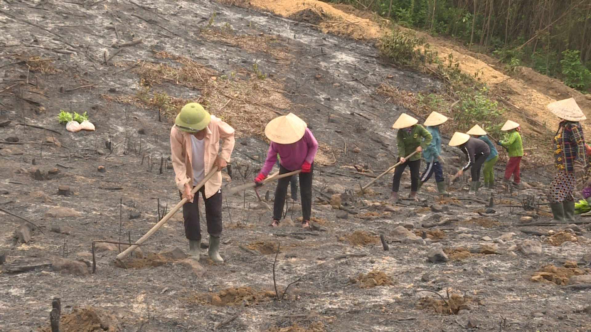 Quảng Trạch: Đẩy mạnh công tác trồng rừng