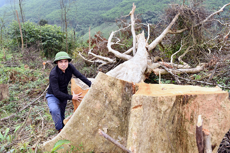 Khởi tố vụ phá rừng giáp ranh giữa huyện Tuyên Hóa và Minh Hóa