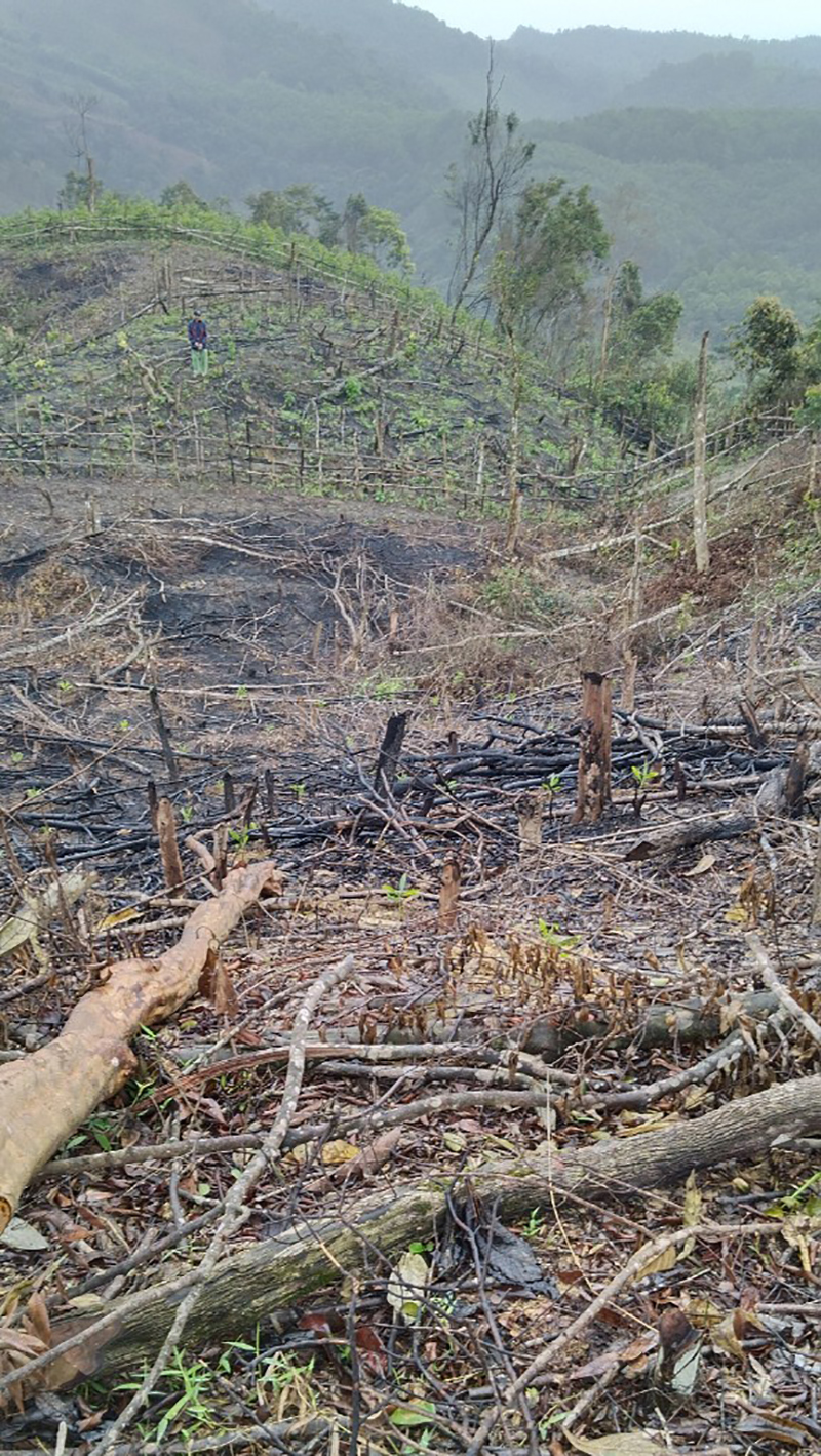 Một vị trí rừng ở xã Hồng Hóa (Minh Hóa) bị phá, phát luỗng được các lượng chức năng phát hiện. 