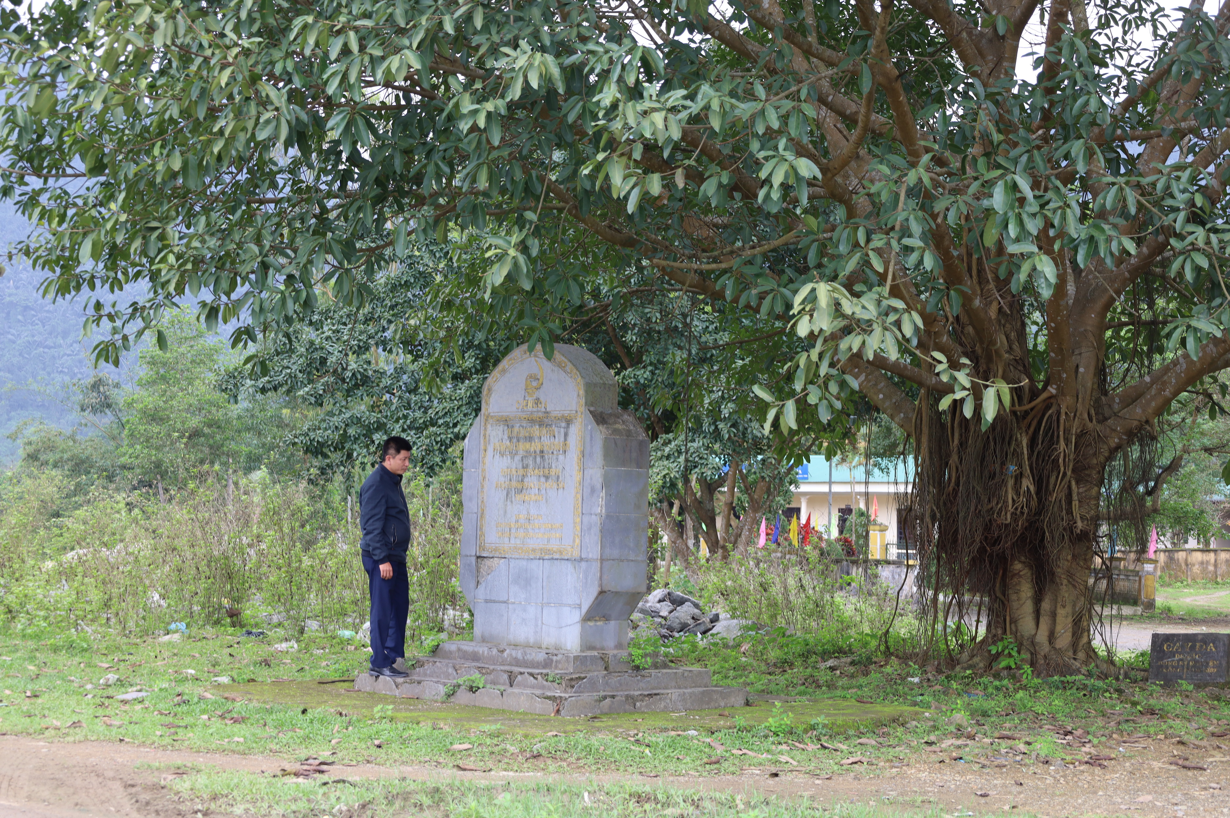 Cây đa được Trung tướng Đồng Sỹ Nguyên trồng lưu niệm gần cầu khe Rinh năm 2002.