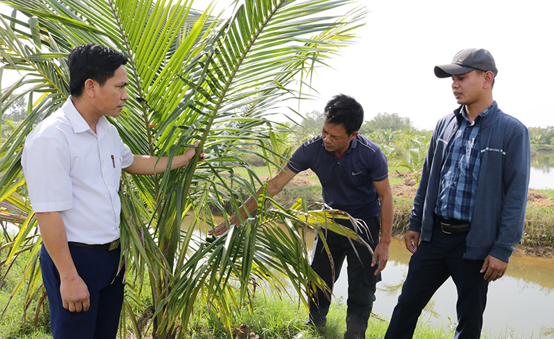 Cán bộ Trung tâm KN-KN tỉnh và xã Quảng Văn hướng dẫn người dân chăm sóc cây dừa xiêm.