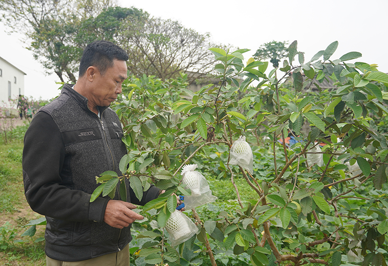 Gia đình anh Lê Văn Thú (xã Lý Trạch) có thu nhập ổn định nhờ mô hình trồng ổi trên vùng gò đồi.