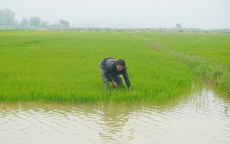 Mô hình chuyển đổi cá-lúa của gia đình anh Nguyễn Văn Vững (xã Vạn Trạch) góp phần nâng cao thu nhập trên diện tích ruộng sâu kém hiệu quả.