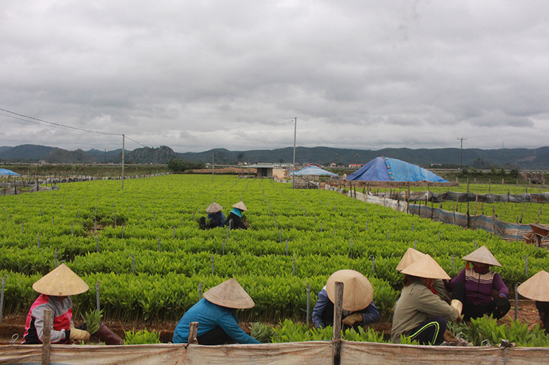 Nguồn giống hoàn toàn đáp ứng cho người dân trồng rừng.