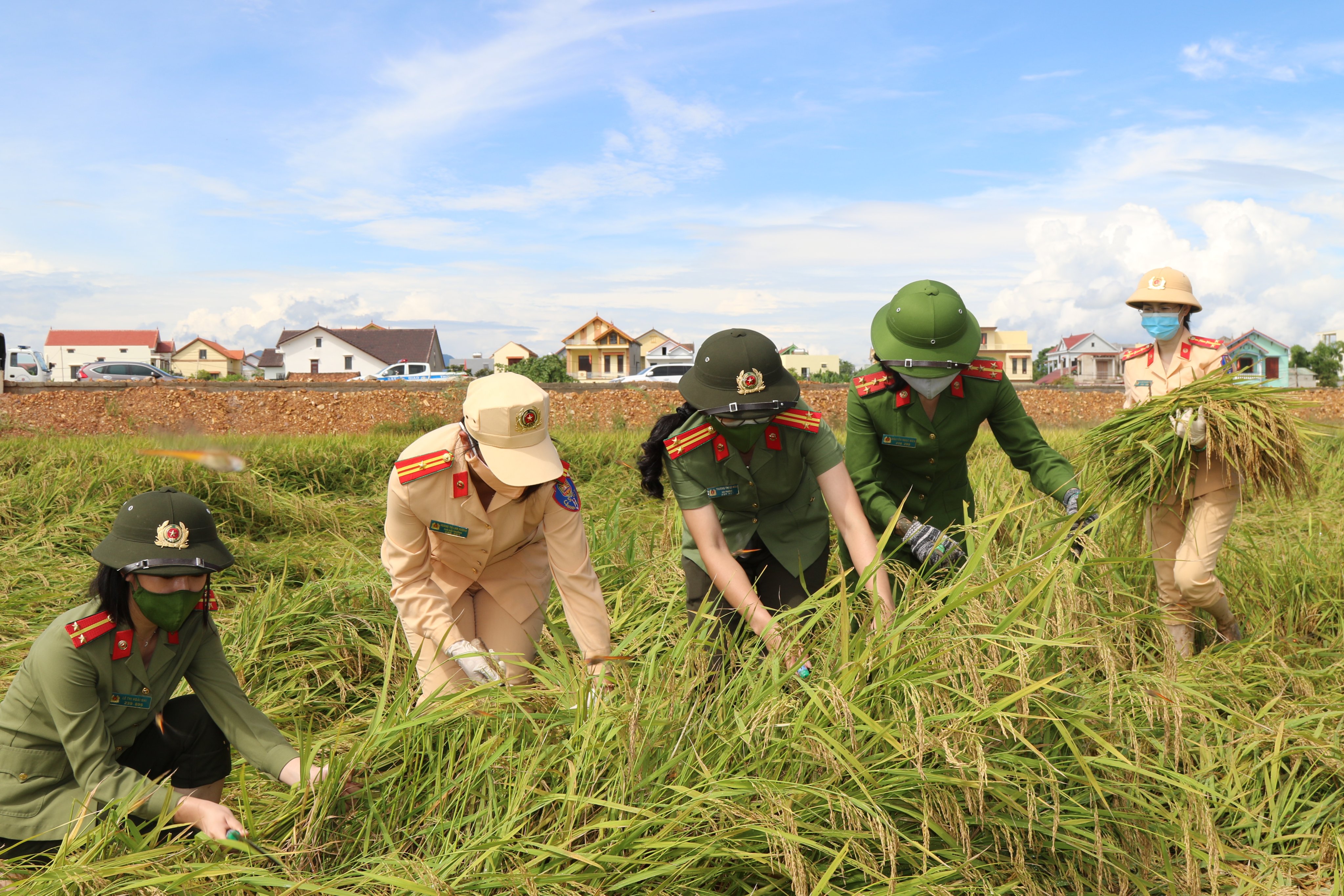 Cán bộ, chiến sĩ Công an tỉnh giúp nhân dân thu hoạch lúa trong đại dịch Covid-19.