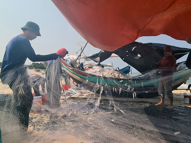 Ngư dân Hải Ninh được mùa cá đù.