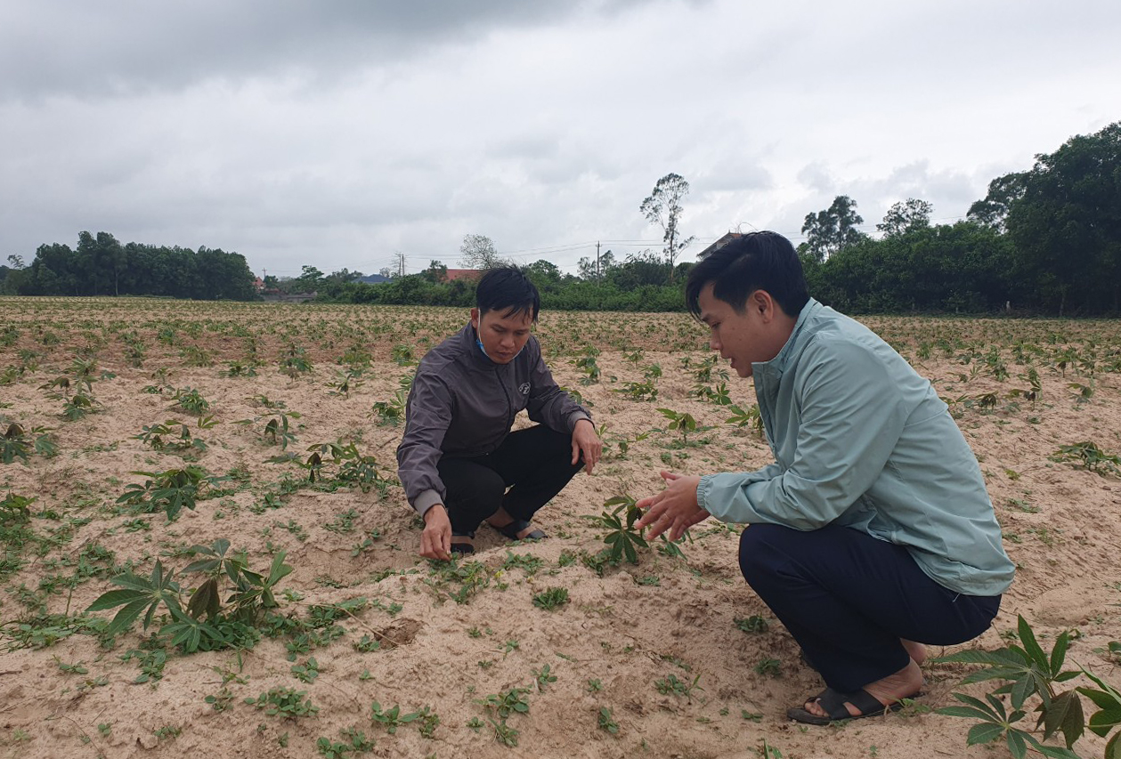 Cán bộ nông nghiệp huyện Lệ Thủy kiểm tra bệnh khảm lá sắn gây hại tại xã Phú Thủy.