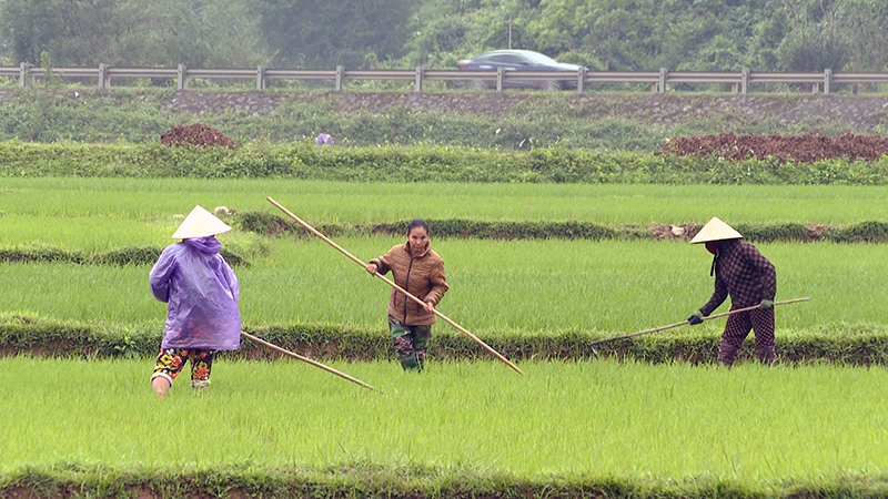 Người dân Tuyên Hóa bám ruộng chăm sóc lúa.