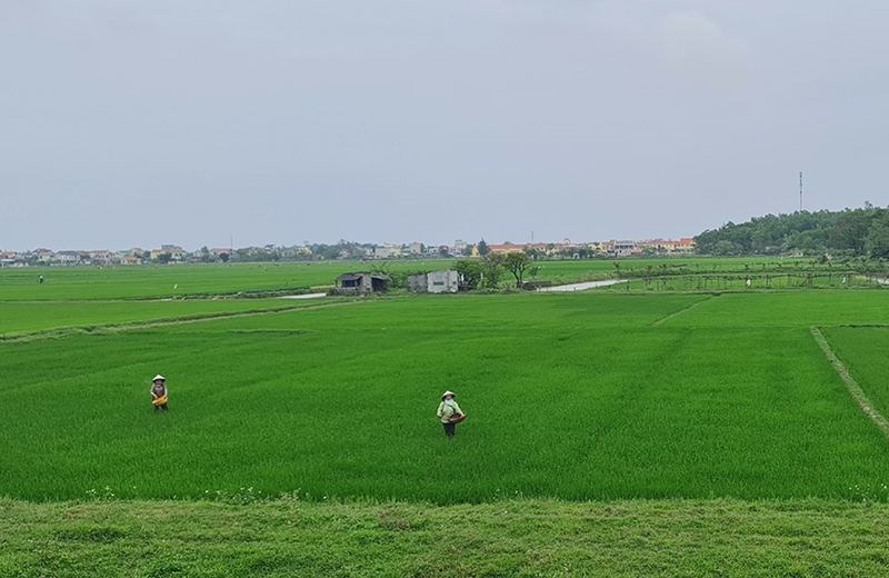 Người dân huyện Quảng Ninh tích cực bón phân, chăm sóc diện tích lúa bị chuột phá hoại.