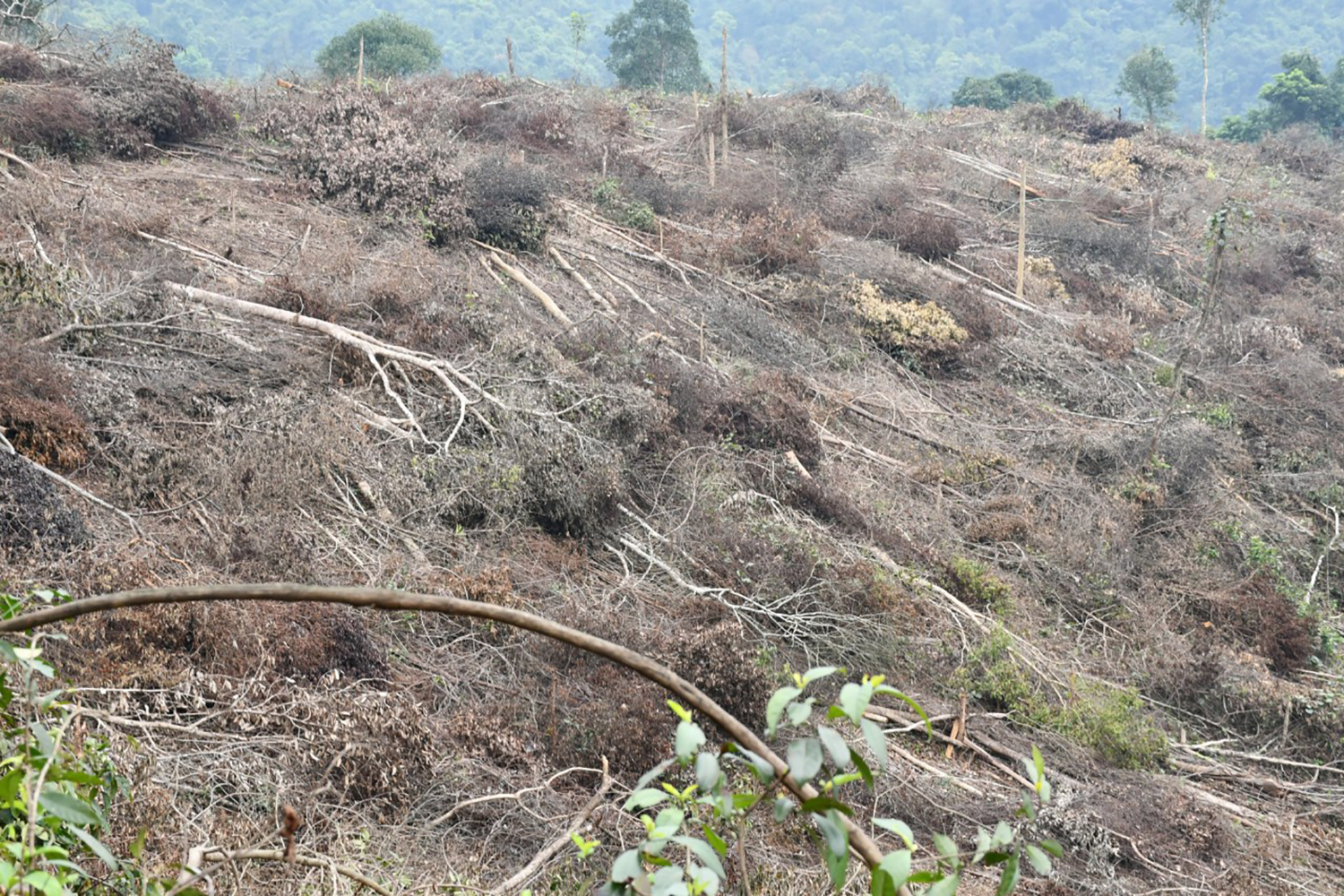Hiện trường vụ phá rừng tự nhiên ở khu vực rừng giáp ranh giữa xã Kim Hóa, Lê Hóa (Tuyên Hóa) và xã Hồng Hóa (Minh Hóa).