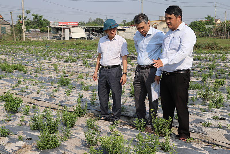 Đoàn kiểm tra tại mô hình trồng thử nghiệm cây cỏ ngọt theo tiêu chuẩn VietGAP tại xã Quảng Xuân, huyện Quảng Trạch.