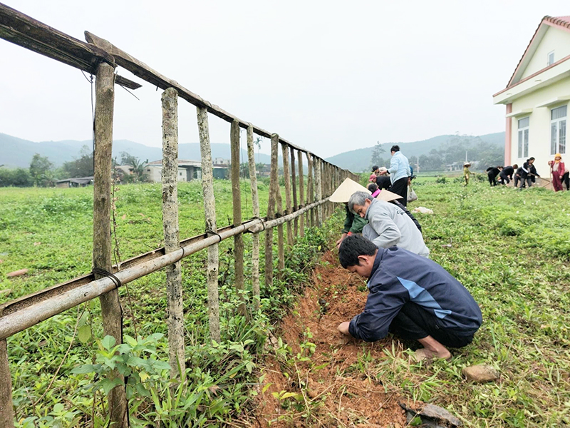 Nhân dân xã Hóa Thanh trồng cây chè tàu tạo nên hàng rào xanh. 