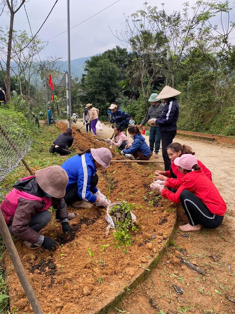 Mặt trận các cấp huyện Minh Hóa vận động nhân dân trồng cây chè tàu tạo nên những tuyến đường xanh.   