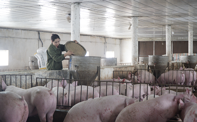 Lợn nuôi bằng thảo dược cho nguồn thịt thơm ngon, chất lượng.