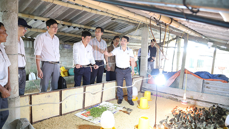 Đoàn kiểm tra Sở KH-CN kiểm tra tiến độ nhiệm vụ nuôi thử nghiệm ngỗng sư tử tại xã Quảng Tùng, huyện Quảng Trạch.