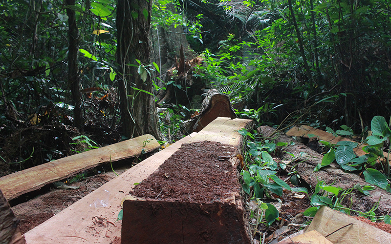Hiện trường một vụ khai thác gỗ trái phép tại rừng phòng hộ huyện Quảng Ninh