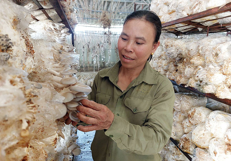 HTX Sản xuất nấm sạch và kinh doanh nông nghiệp Tuấn Linh là một trong những cơ sở trồng nấm khép kín “Từ trang trại đến bàn ăn”.