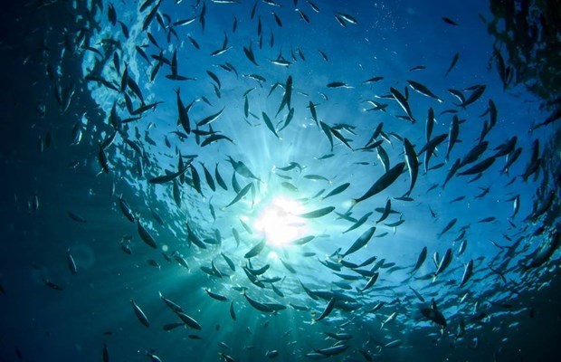 Công nghệ giúp lọc sạch, tăng khả năng hấp thụ CO2 cho các đại dương