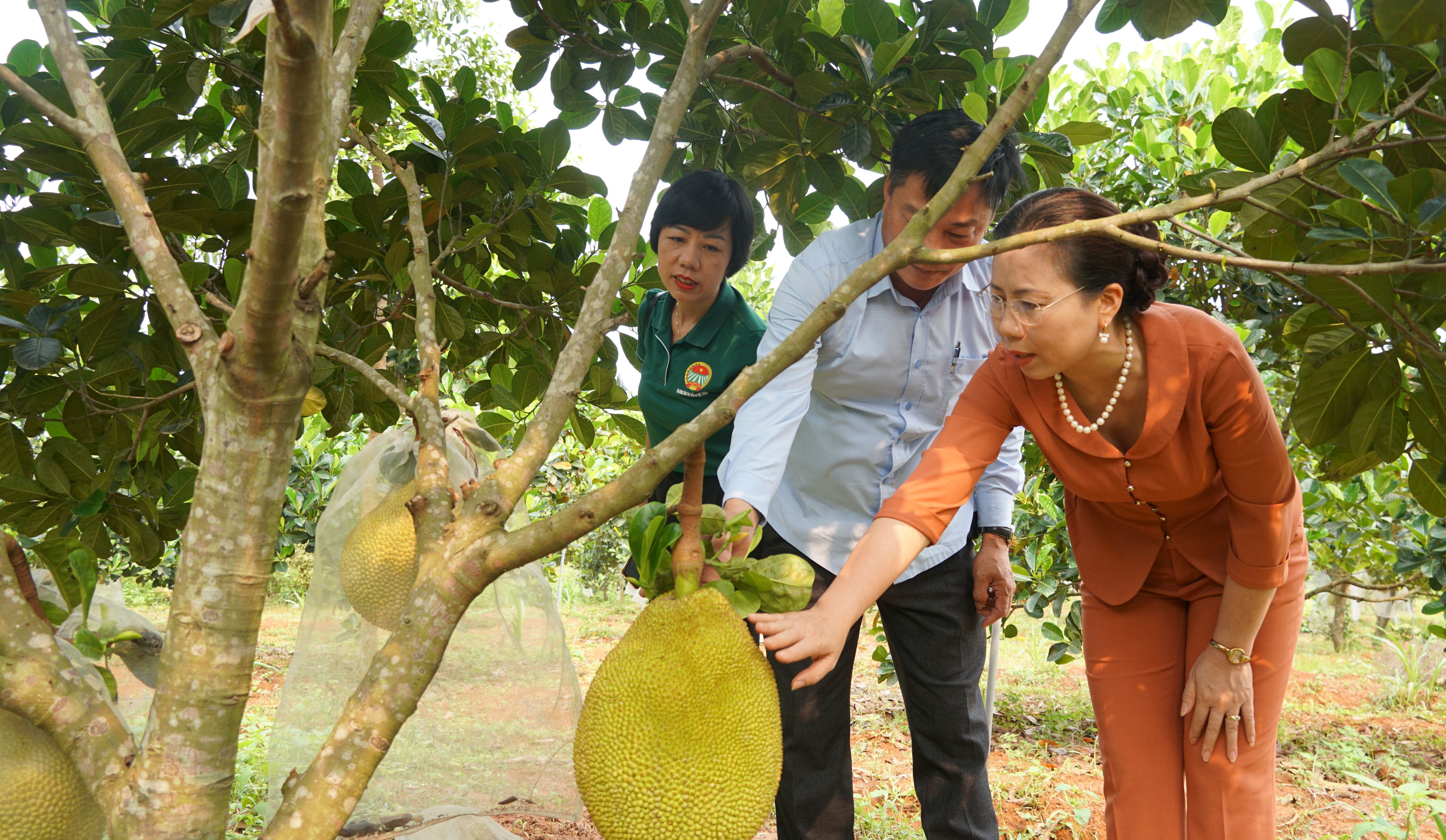 Phó Chủ tịch Trung ương Hội Nông dân Việt Nam thăm mô hình nông dân sản xuất kinh doanh giỏi