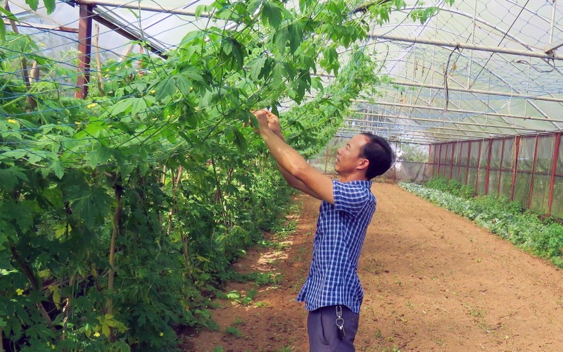 Anh Lê Ðình Quả chăm sóc cây trồng trong vườn nhà màng ở trang trại An Nông.