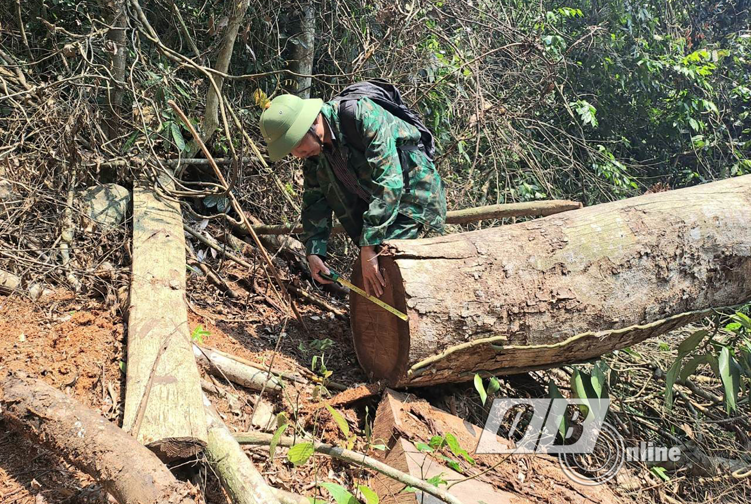 Hiện trường một vụ phá rừng tại xã Trường Sơn (Quảng Ninh)